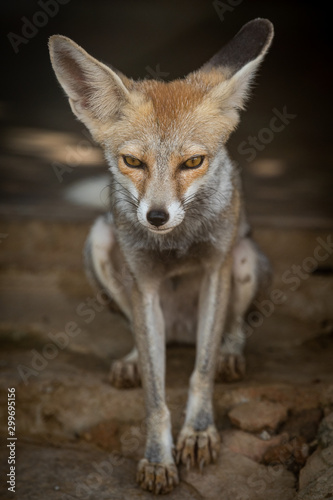 white footed fox or desert fox or vulpes vulpes pusilla closeup image at tal chhapar sanctuary  rajasthan  india