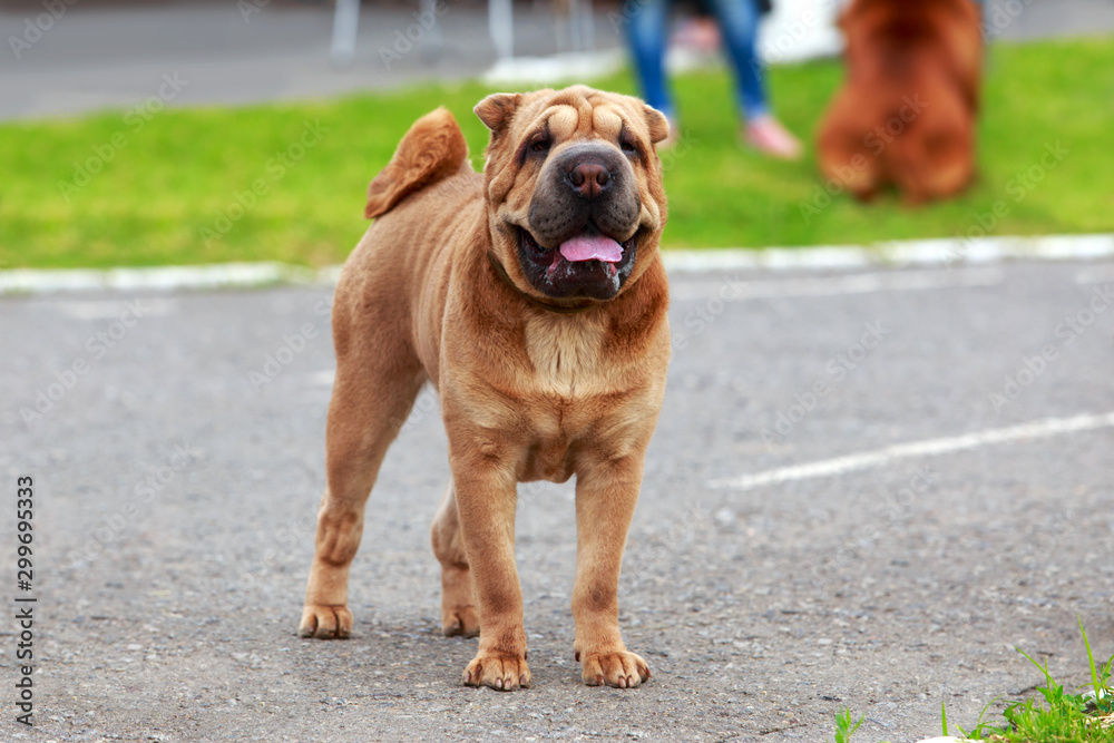 Obraz premium Dog breed Sharpei