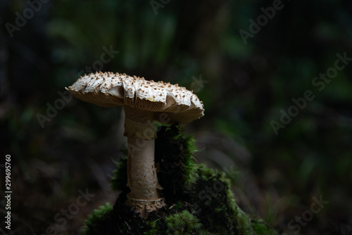Wild mushroom on the Cape Brett track, Russell, Bay of Island
