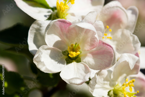 Fototapeta Naklejka Na Ścianę i Meble -  white flowers of apple tree