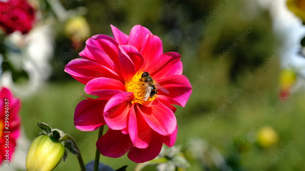 Bee on a flower in a city park. Floral background with insects for the designer Bee on a flower in a city park. Floral background with insects for the designer