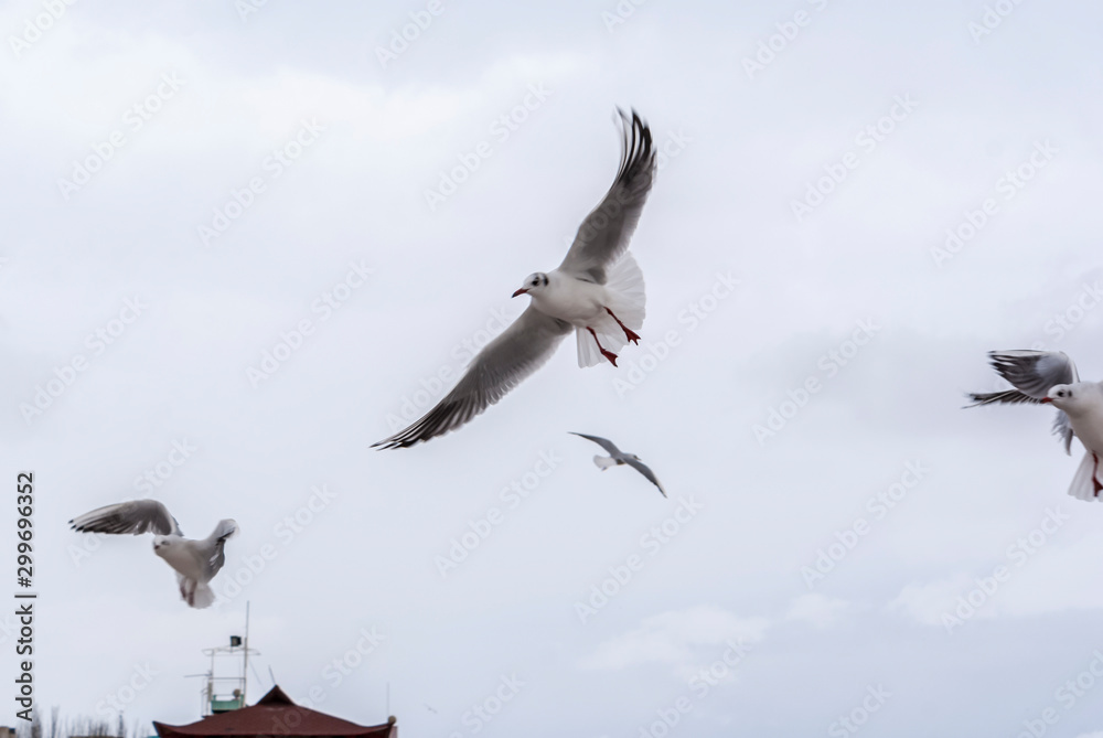 Sea, ducks, seagulls, swans. Sea, ducks, seagulls, swans.