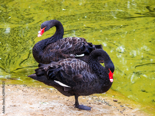 Deux magnifiques cygnes noirs au repos au bord d un plan d eau  Cygnus atratus 