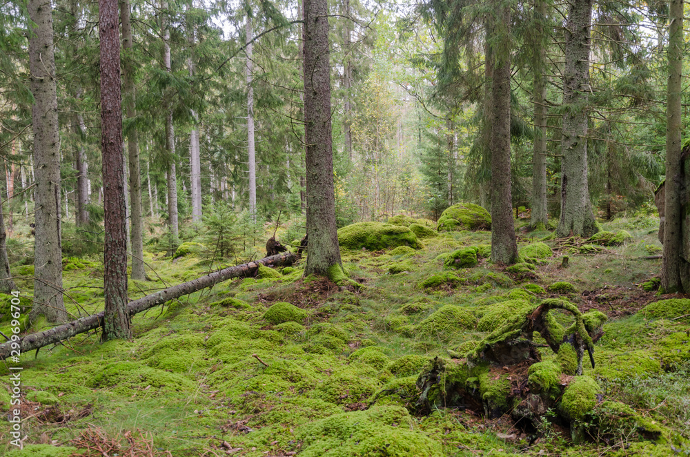 Moss covered forest floor in an untouched forest Moss covered forest floor in an untouched forest