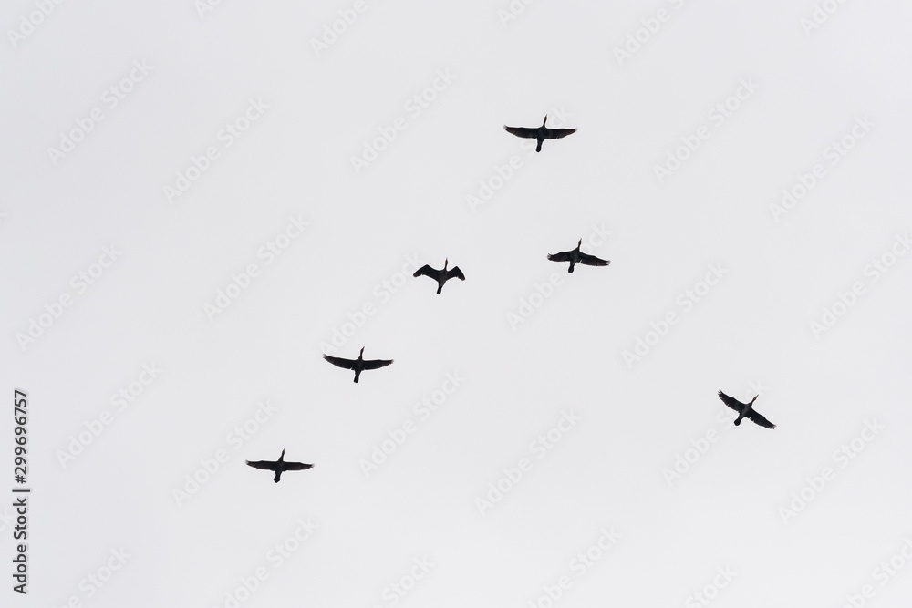 A Flock of Birds Flying in Perfect Order on the Grey Autumn Sky