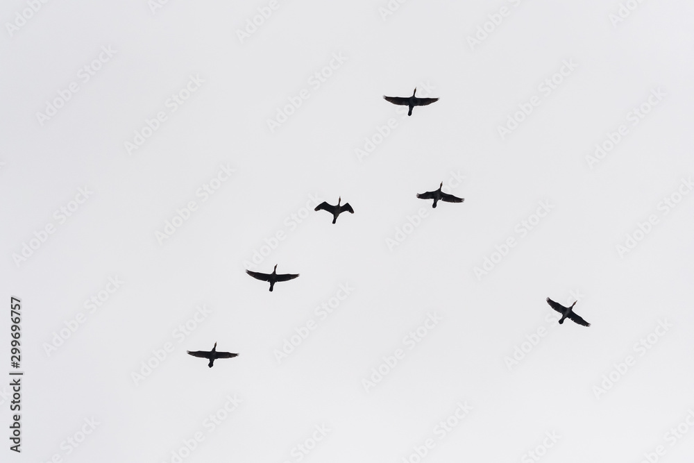 Fototapeta premium A Flock of Birds Flying in Perfect Order on the Grey Autumn Sky