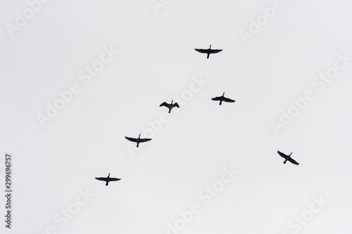 A Flock of Birds Flying in Perfect Order on the Grey Autumn Sky