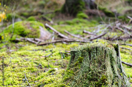 Old weathered moss grown tree stump