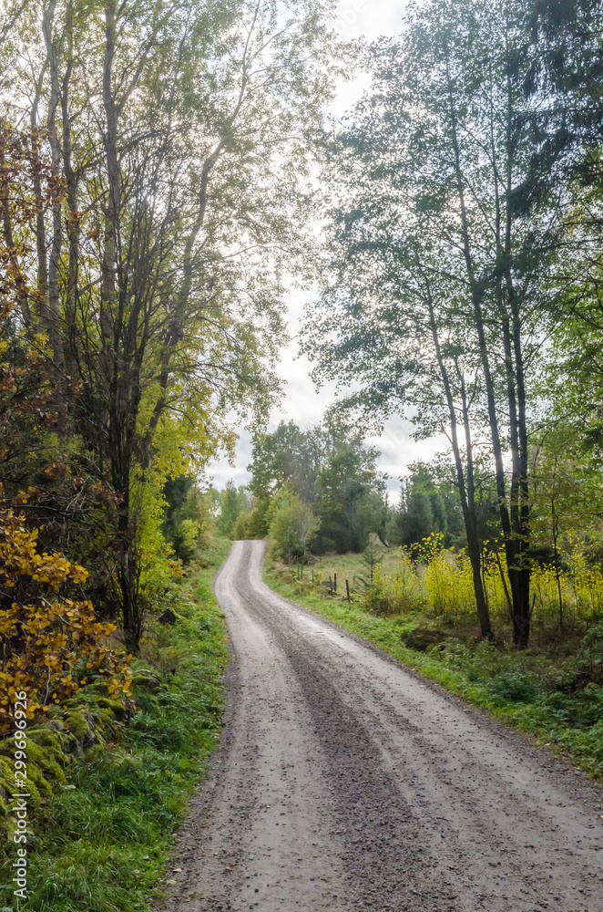 Gravel road in a deciduous forest by fall season