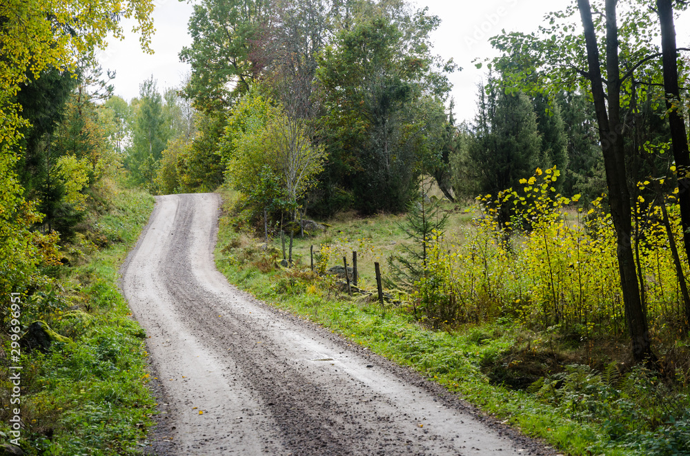 Winding gravel road in a deciduous forest by fall season