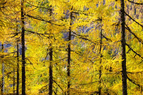 European larch  Larix decidua  woods in sun lit at autumn season