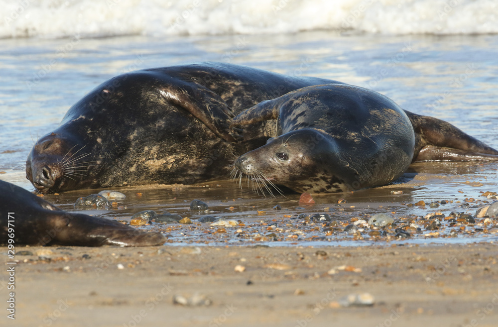 Fototapeta premium Two amusing Grey Seals, Halichoerus grypus, play fighting on the shoreline during breeding season.