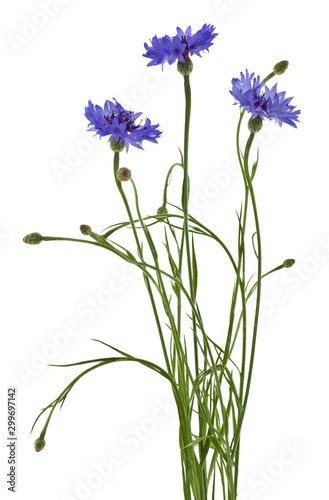 Blue cornflowers flowers Isolated on a white background.