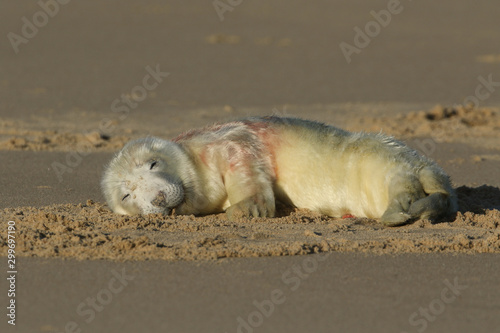 A sleeping newly born cute Grey Seal Pup, Halichoerus grypus, lying on the beach.