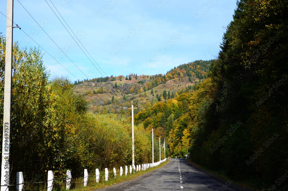 Fototapeta premium beautiful autumn forest in yellow and gold tones