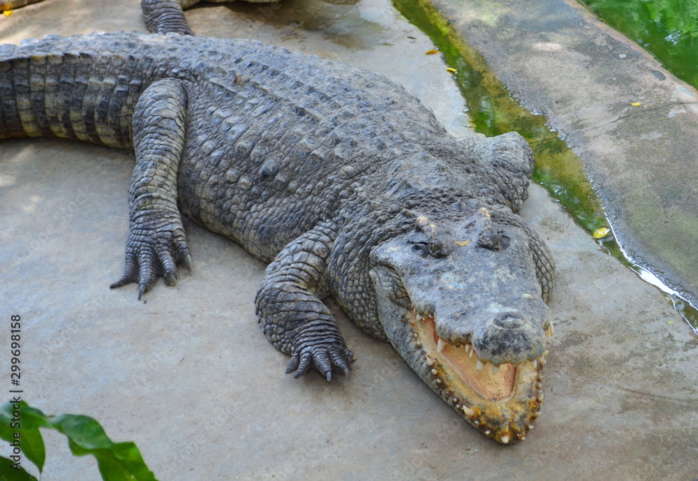 Obraz premium a huge crocodile