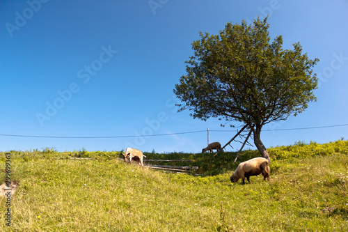 Goat and Sheeps at mountain background