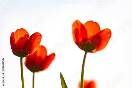 Red tulips on a white background. Background with flowers