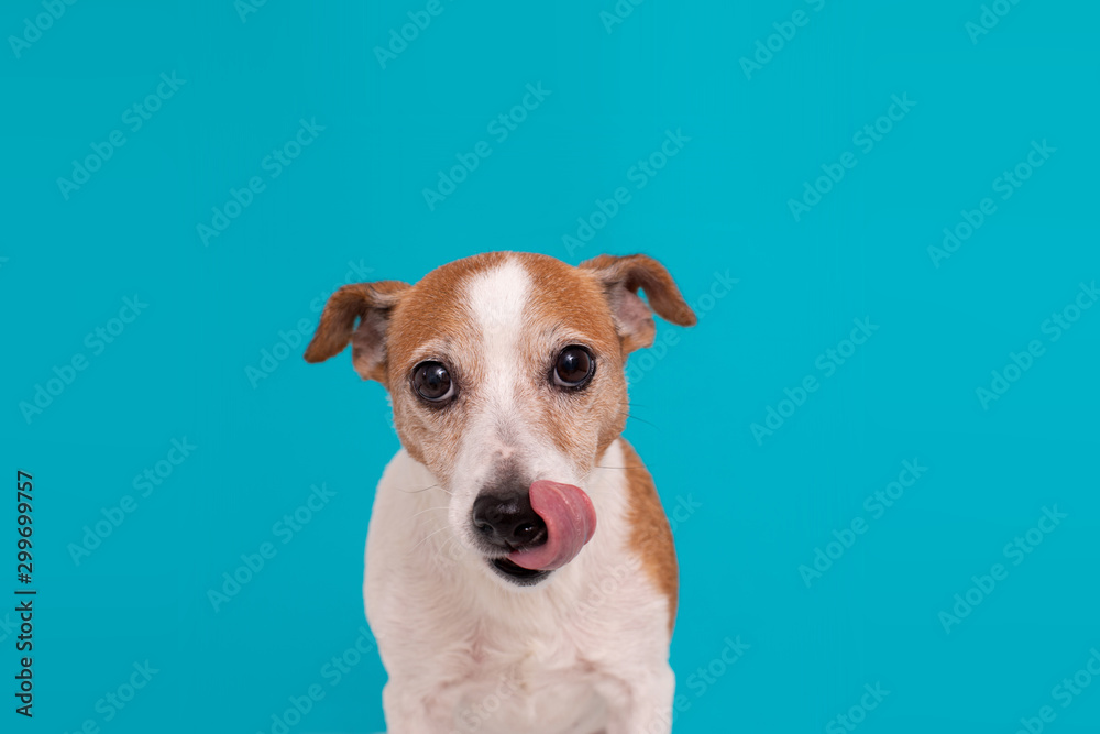 Adorable spotty dog tightening ears and licking nose with pink tongue on turquoise background