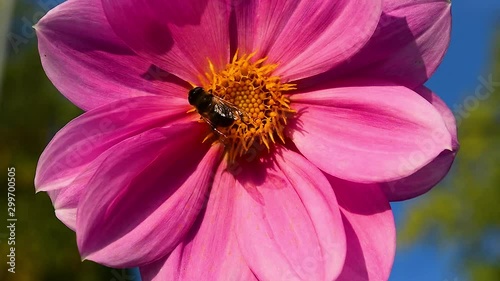 Insect bumblebee collects pollen and drinks nectar from the heart of the Dahlia flower, beautiful natural summer, autumn background, close-up