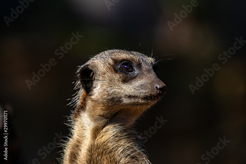 meerkat pose