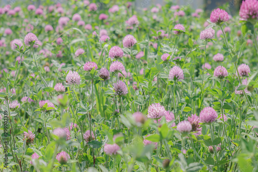 アカツメクサのお花畑