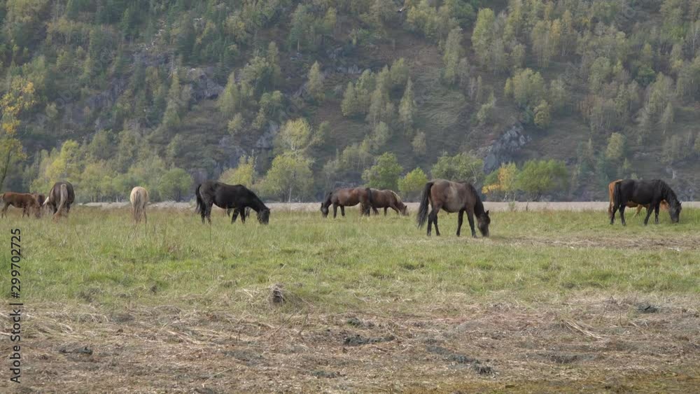 Herd of horses grazing on the meadow by the river near the Altai Mountains on a bright day. Herd of horses grazing on the meadow by the river near the Altai Mountains on a bright day.