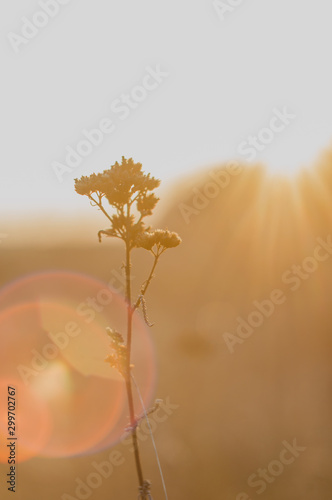Background with dried flowers at sunset.