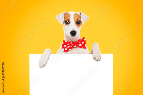 Funny dog Jack Russell Terrier in a bow tie with a banner on yellow background