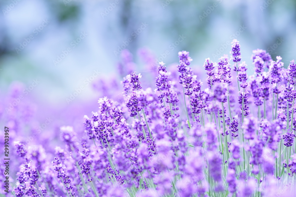 custom made wallpaper toronto digital八木崎公園のラベンダー畑5