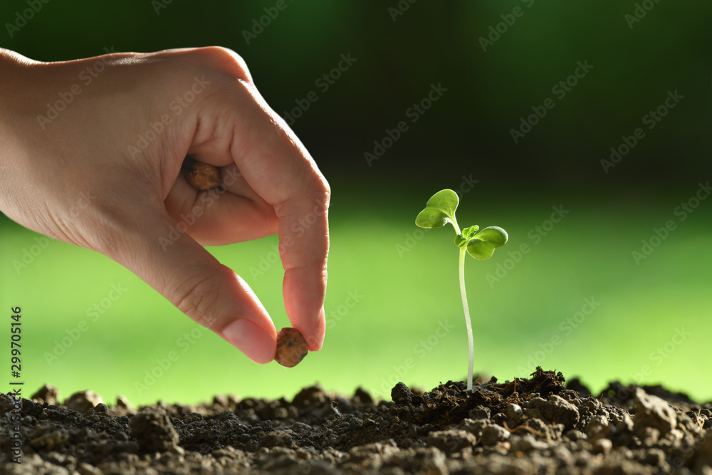Person ’s hand planting seeds in soi - obrazy, fototapety, plakaty 