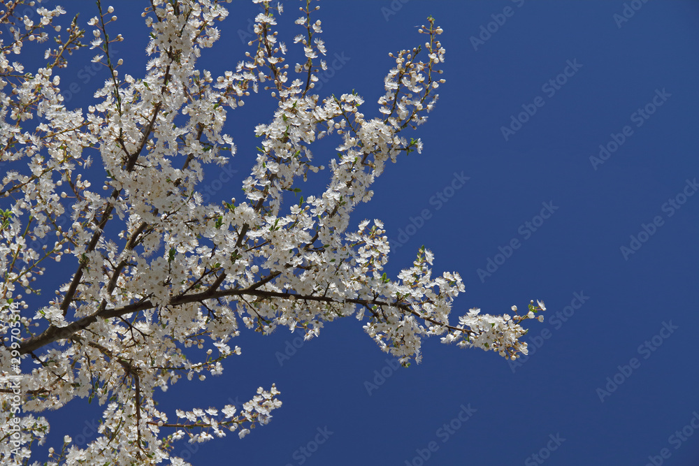Baumblüten Baumblüten