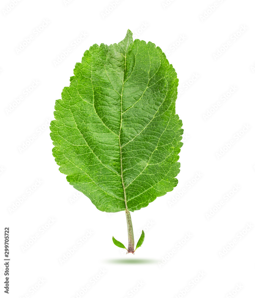 Apple leaf isolated on white background Apple leaf isolated on white background