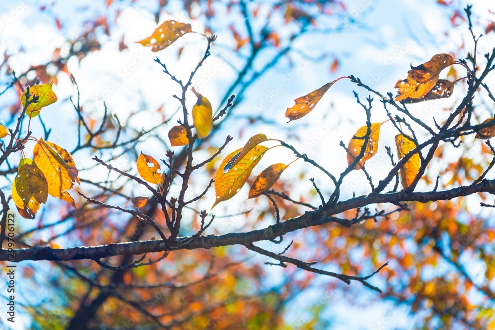 autumn leaves against blue sky autumn leaves against blue sky