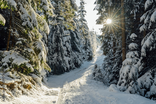 Winter forest. Forest in the snow. High firs covered by white snow after snowfall glowing by sunlight. Other trees are bended to the ground. Wide footpath goes into forest. © dvv1989