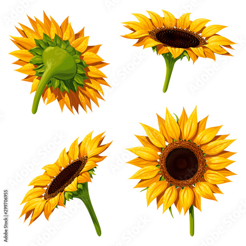 Four sunflower flowers in different angles, isolated vector illustration on white background.