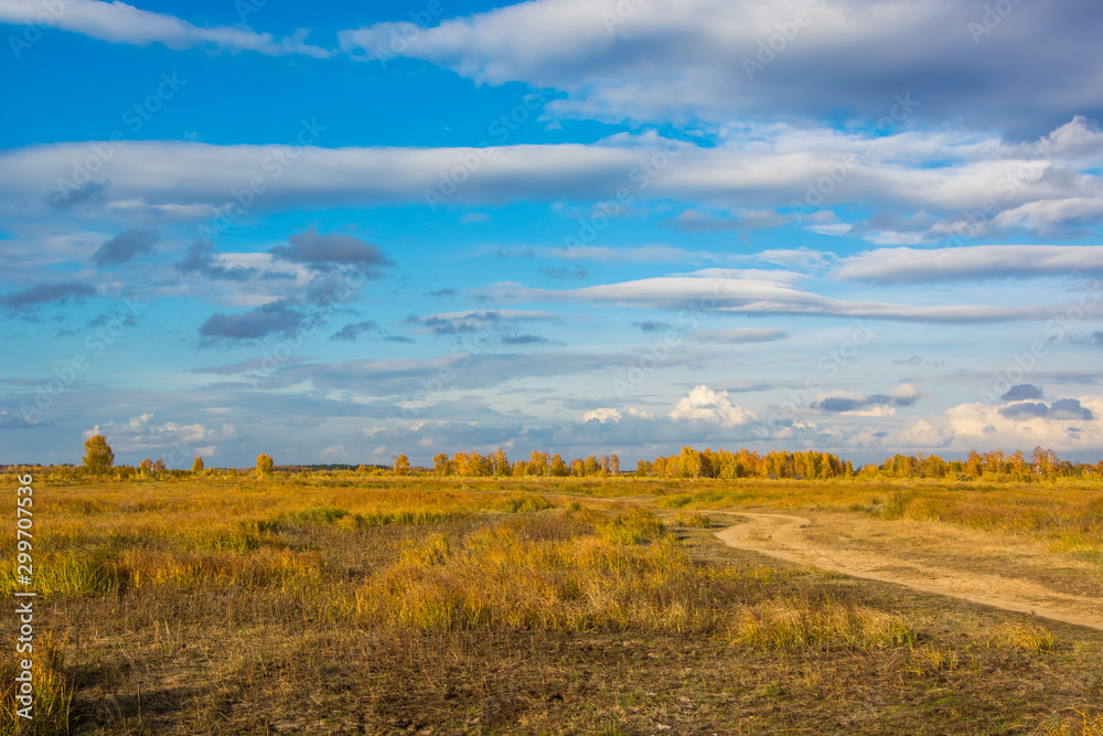 Fototapeta premium Yellow field on the background of the autumn forest