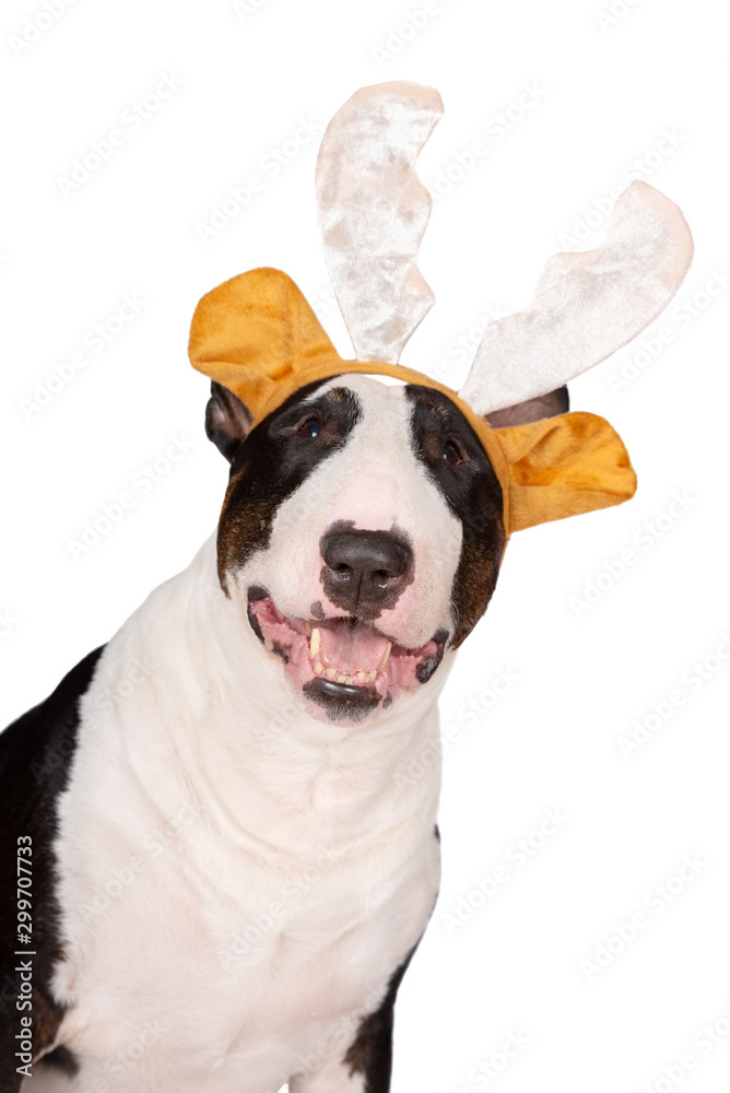 english bull terrier portrait wearing antlers on white background