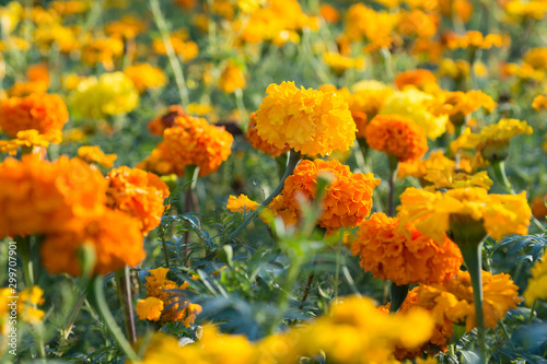 Orange marigold flowers bloom in the garden © ottochka