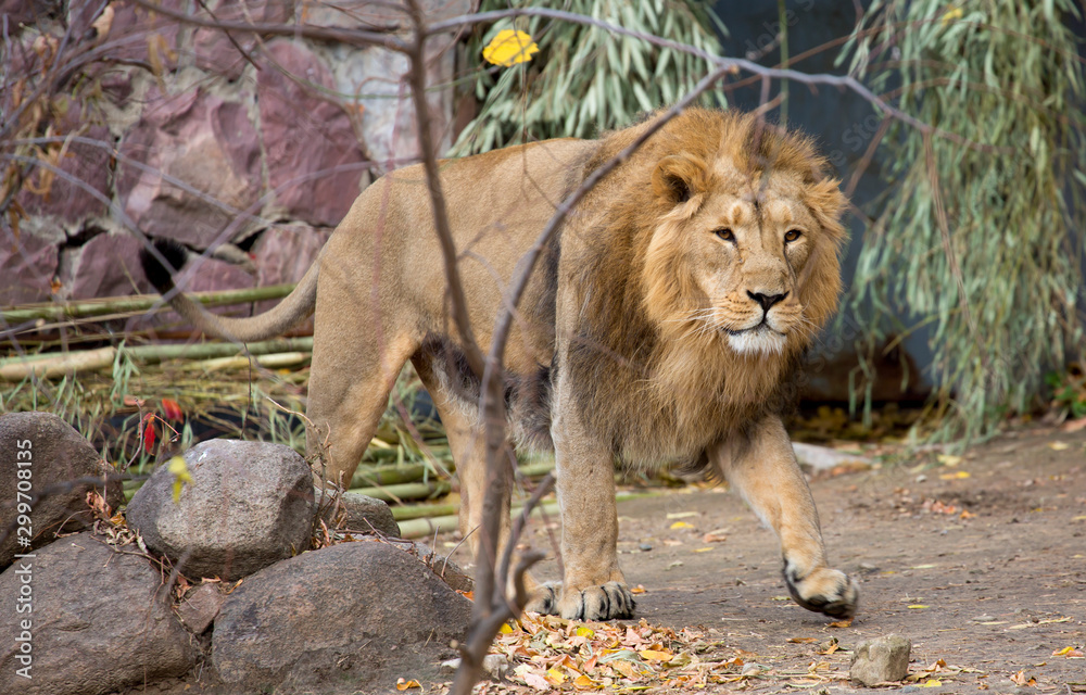 Fototapeta premium Lion. The lion is a species of predatory mammal, one of four members of the genus Panthers. The lion is the second largest living big cat, second only to the tiger.