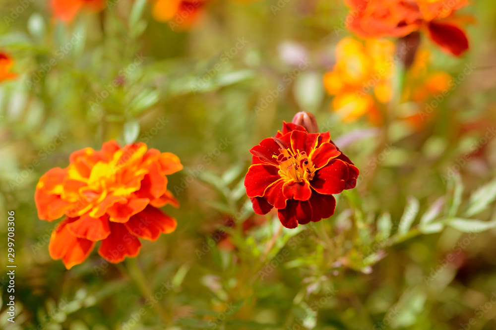 Bright marigold flowers in the summer garden on a sunny day. Retro style toned