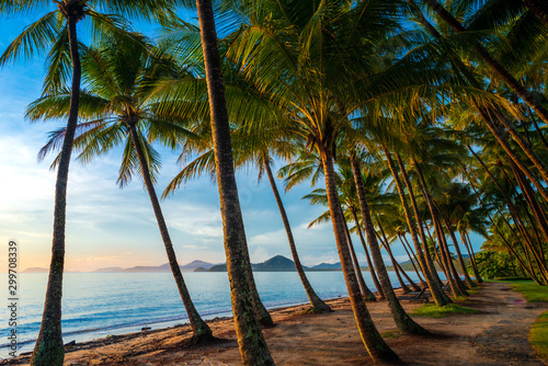 Palm Tree Pathway, Palm Cove, Australia