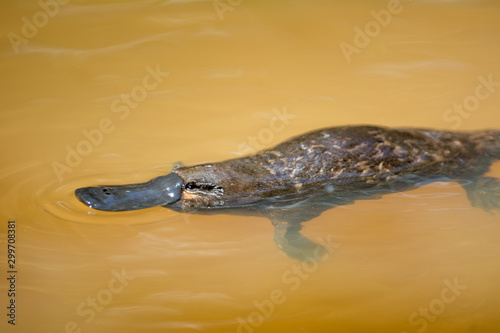 Platypus in Peterson Creek  Atherton Tabelands  Australia