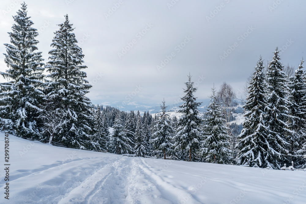 Fototapeta premium Beautiful winter landscape. Dense mountain forest with tall dark green spruce trees, path in white clean deep snow on bright frosty winter day.