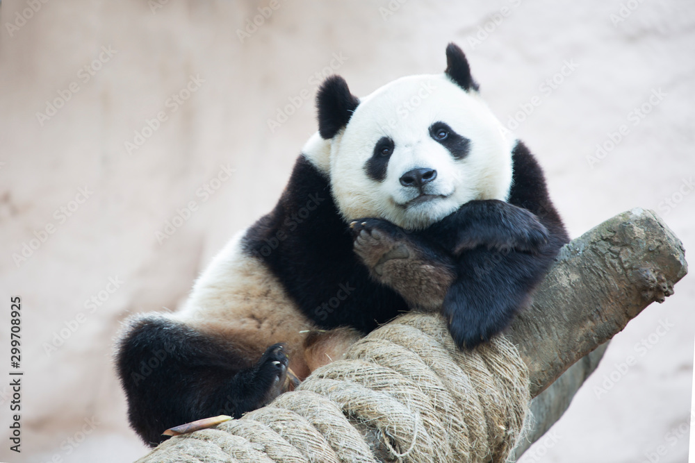Fototapeta premium Giant Panda. It is a mammal of the bear family with a peculiar black-and-white coat color. Giant Panda is found only in the mountain forests of several Western provinces of China.