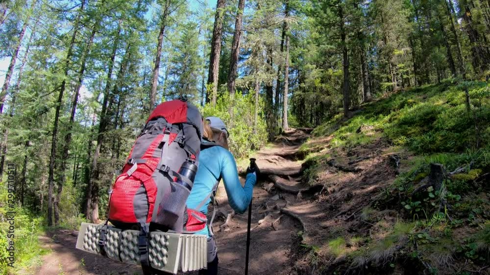 A young sports girl hiking with a backpack and poles on a mountain trail with large roots of trees. A view from behind. Beautiful wild green forest. 4k footage. A young sports girl hiking with a backpack and poles on a mountain trail with large roots of trees. A view from behind. Beautiful wild green forest. 4k footage.