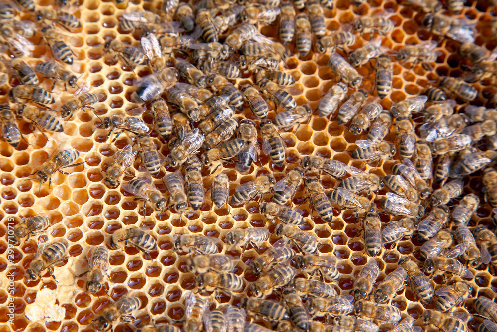 Working bee on the honeycomb with sweet honey.. Working bee on the honeycomb with sweet honey..