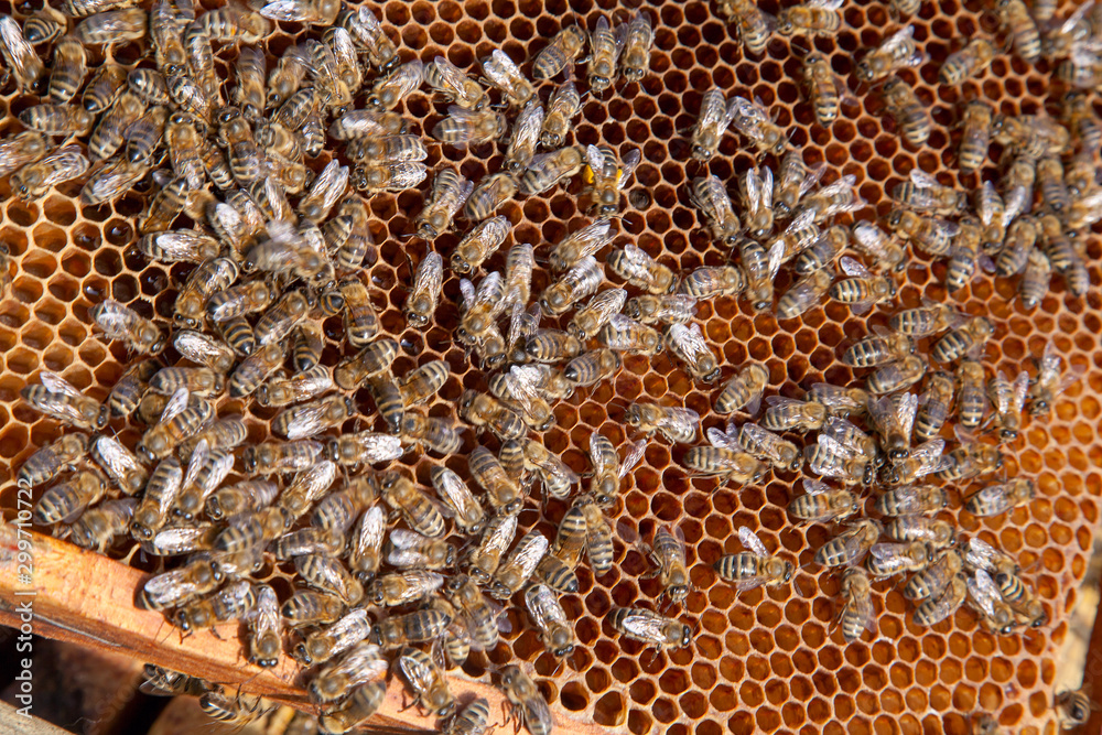 Working bees in a hive on honeycomb. Close up view of the working bees on honeycomb. .