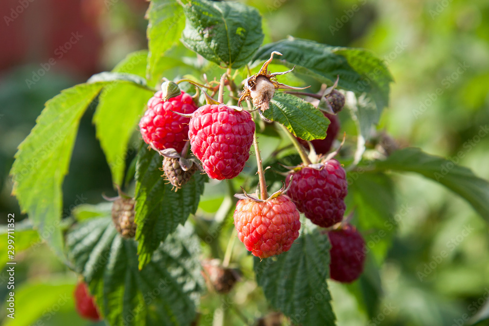 Ripe and unripe raspberry in the fruit garden. Growing natural bush of raspberry. Branch of raspberry in sunlight.. Ripe and unripe raspberry in the fruit garden. Growing natural bush of raspberry. Branch of raspberry in sunlight..