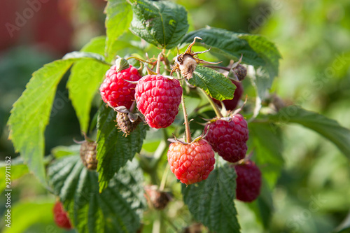 Ripe and unripe raspberry in the fruit garden. Growing natural bush of raspberry. Branch of raspberry in sunlight..